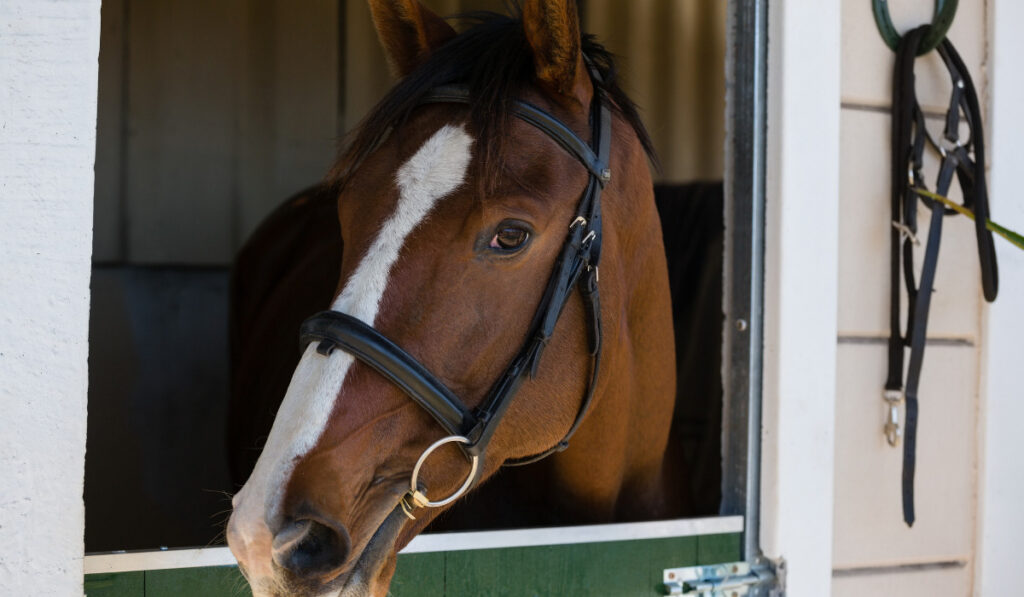 Horse at stable