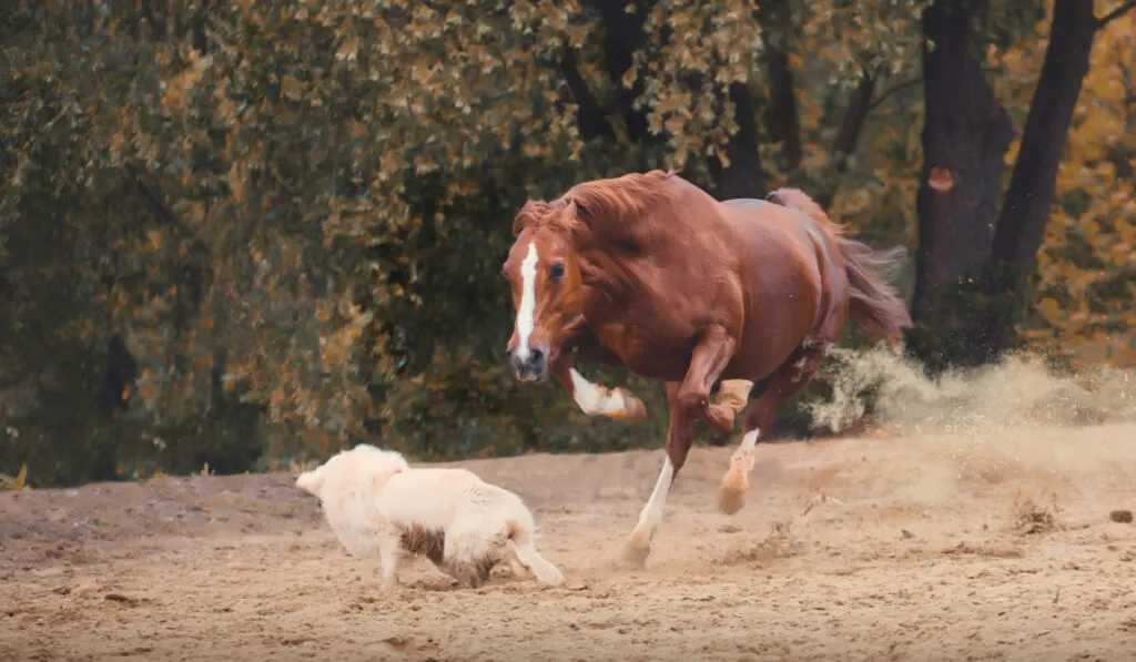 angry red horse attack dog on the trees background
