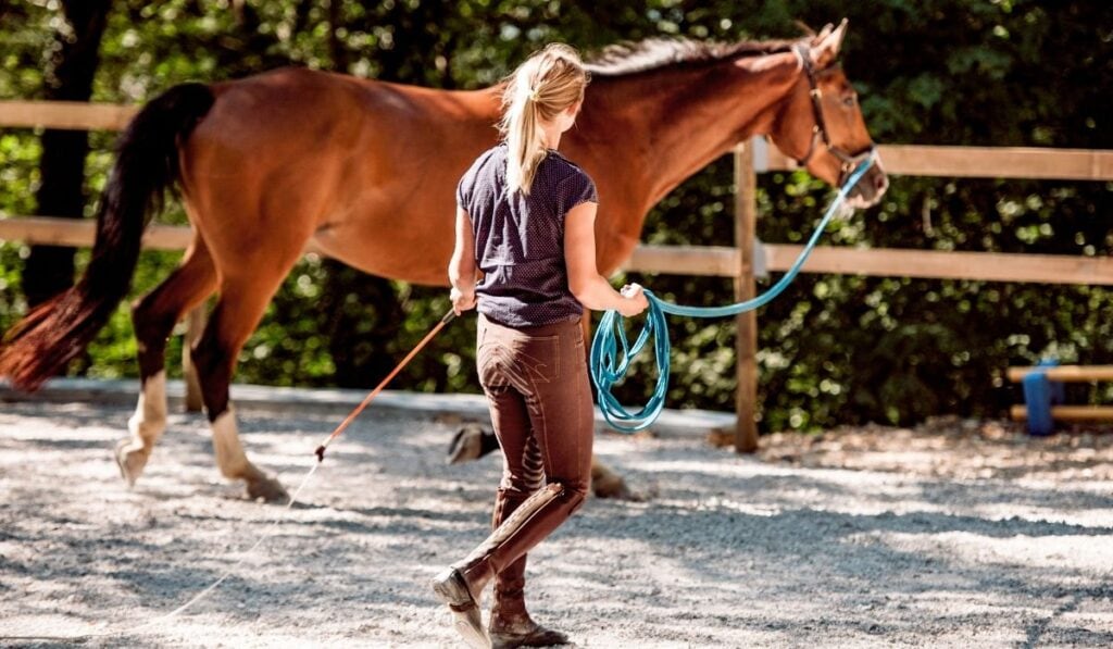a young woman and a Horse begin lunge