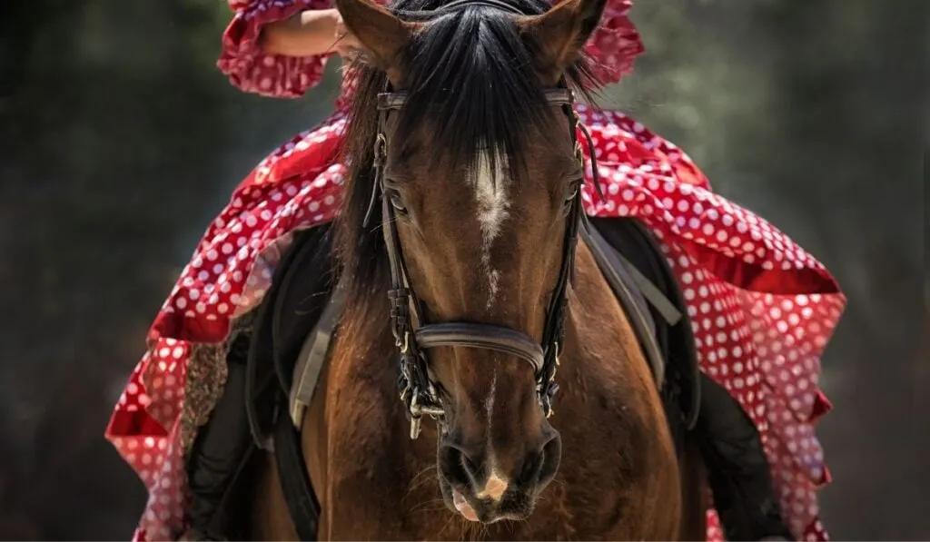 Portrait of a horse with woman riding on it
