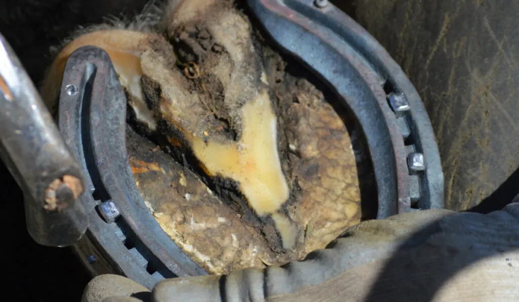 Horse being shod by a Farrier