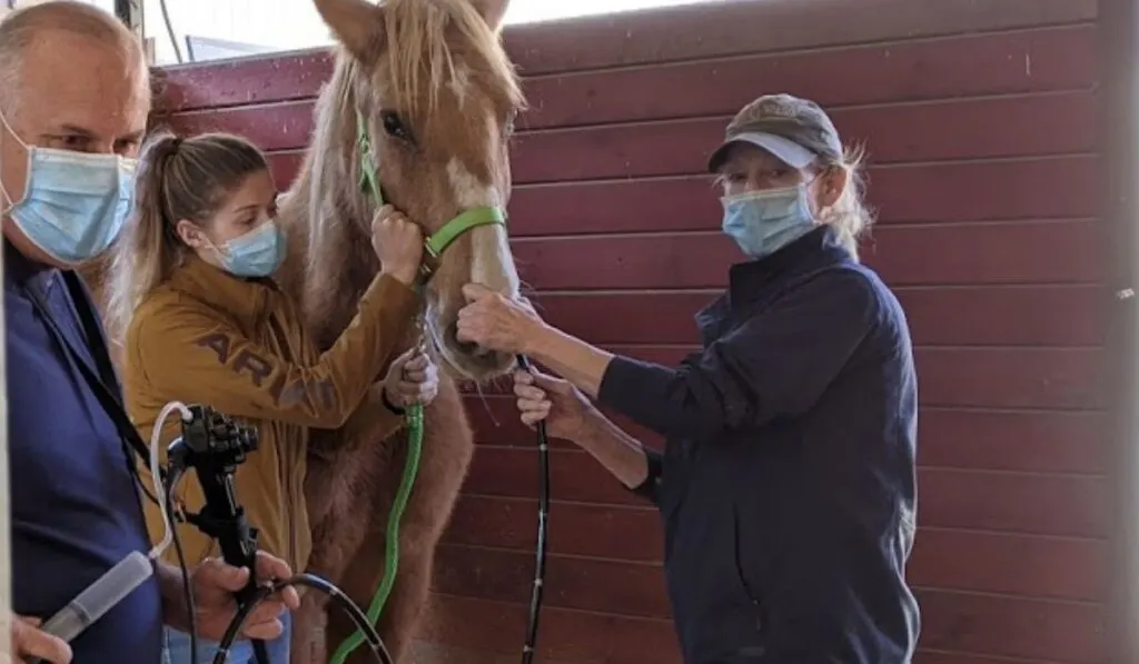 Horse being treated for ulcer