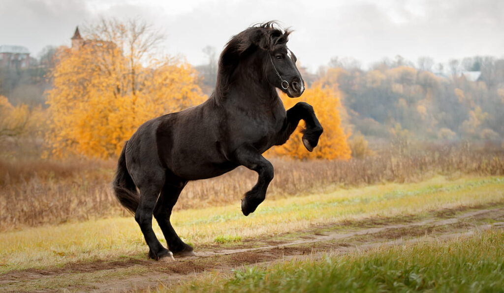 Horse breed Percheron