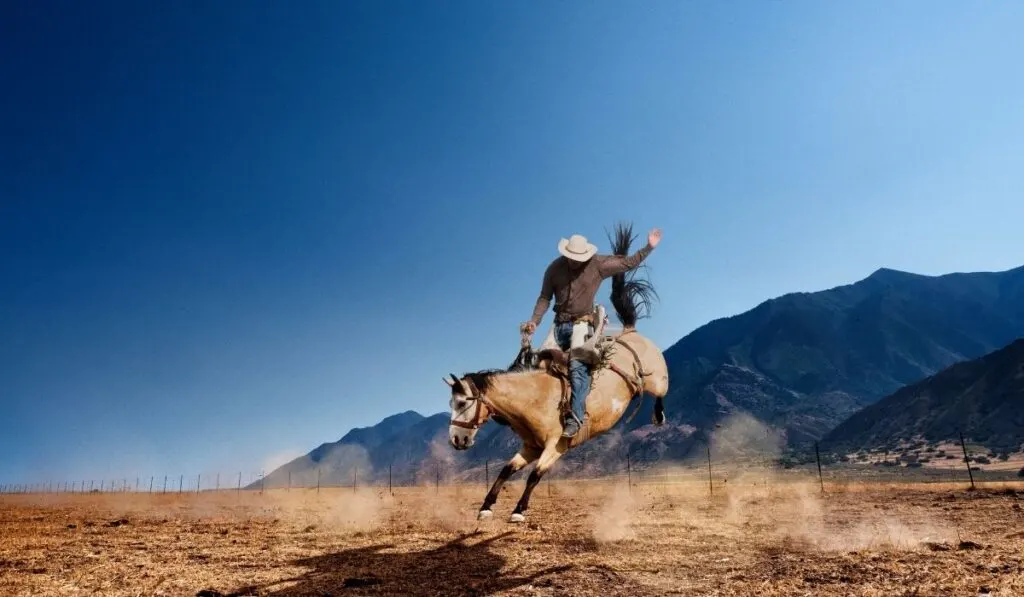 Horse bucking with riding handling