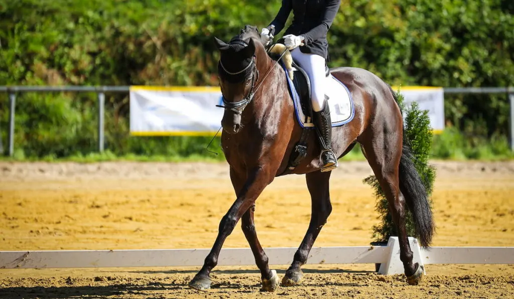 Horse dressage with rider in a dressage test