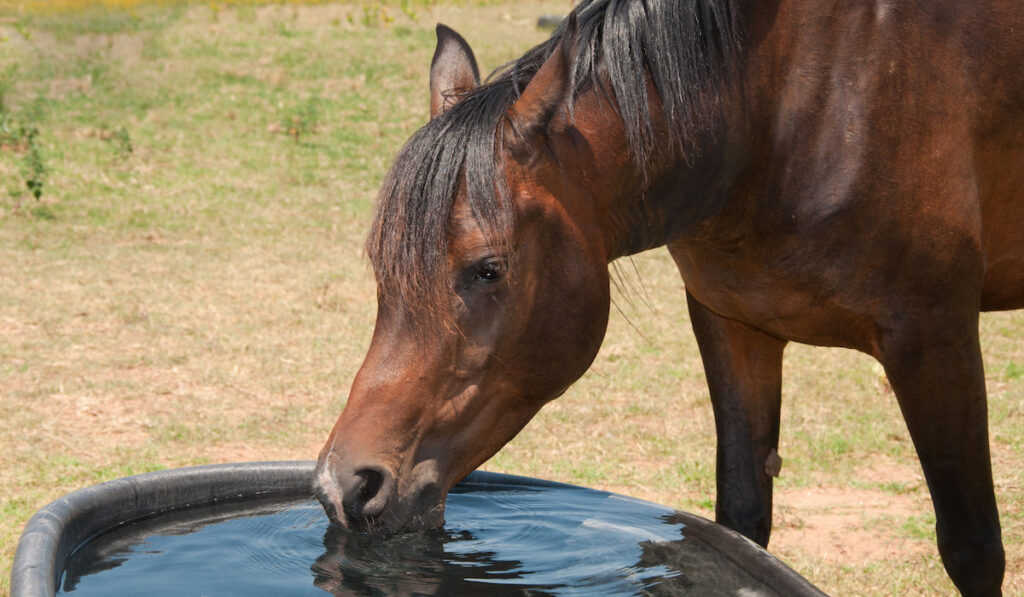 Horse drinking water on a hot summer day
