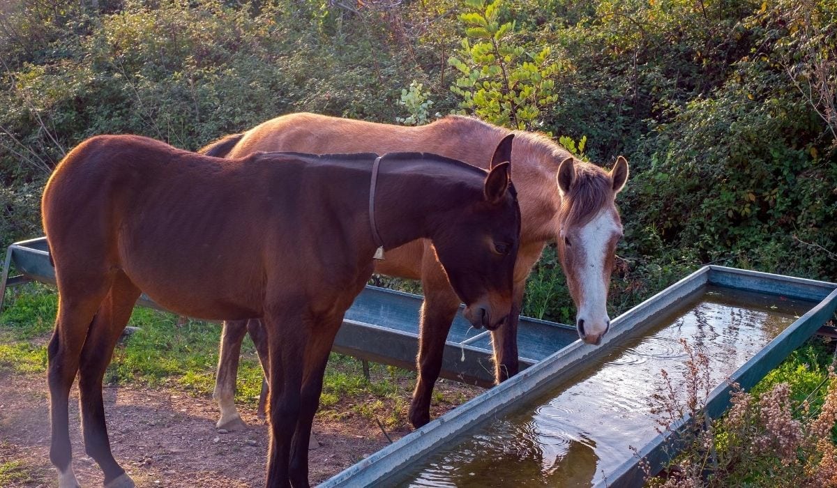 Horse drinking water