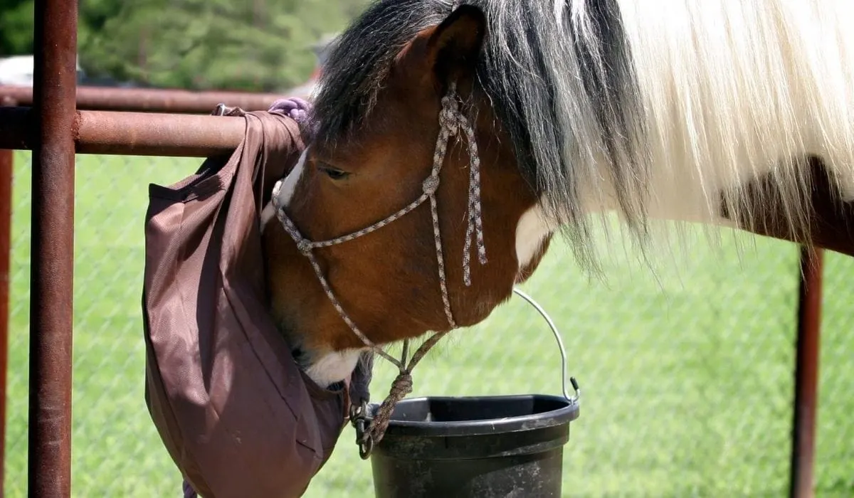 Do Horses Eat Sugar Cubes Helpful Horse Hints