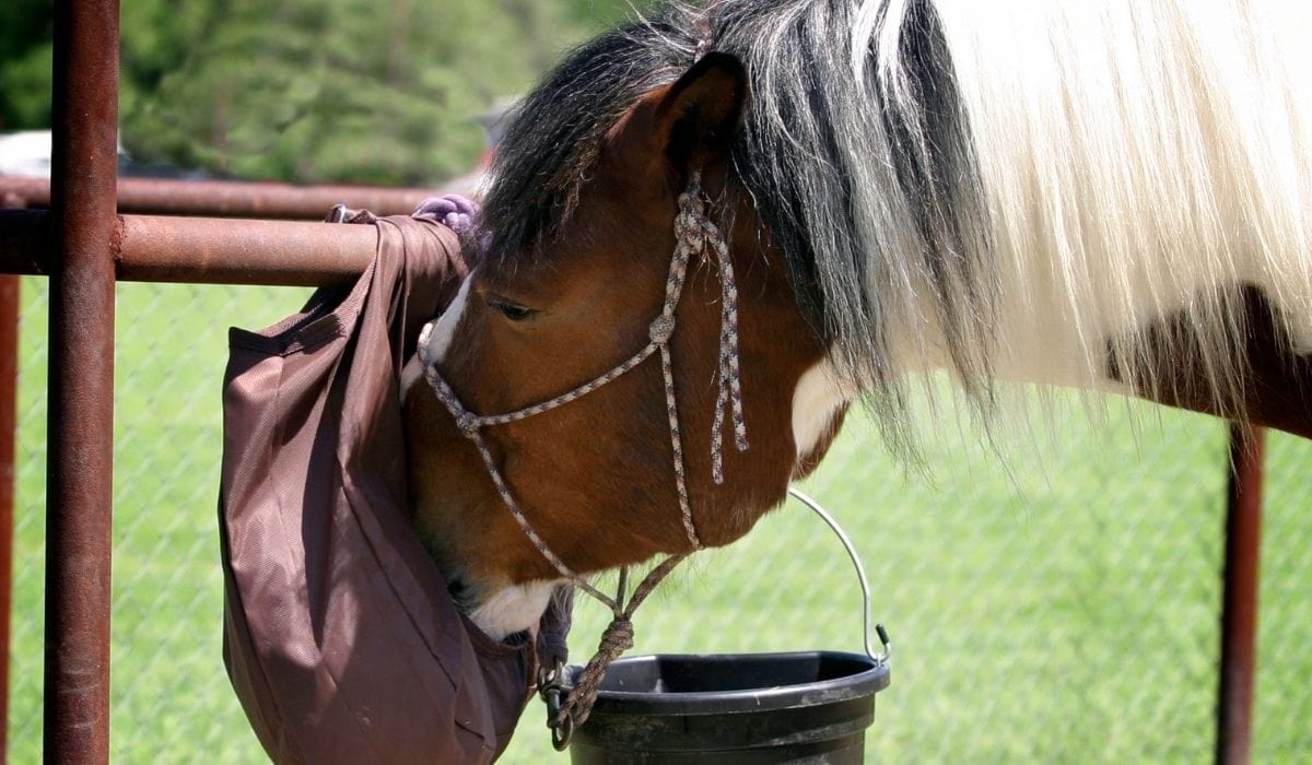 Horse eating
