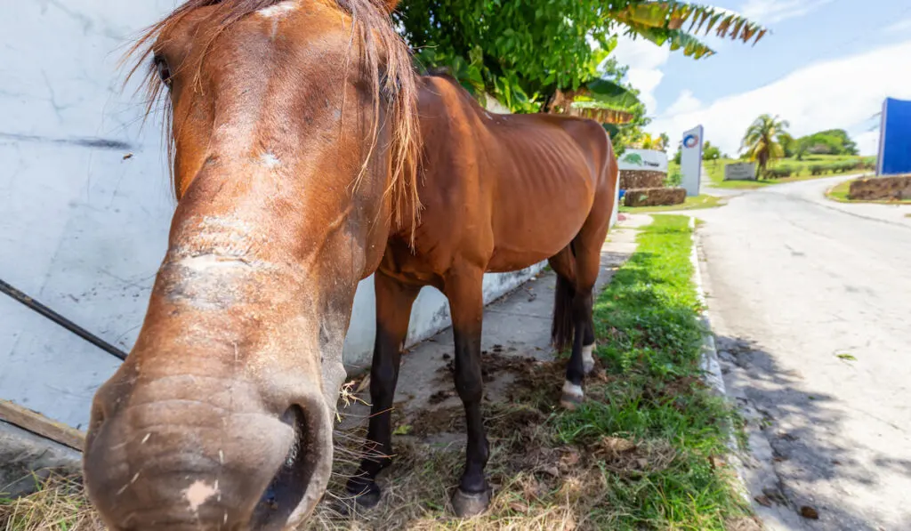 Horse eating Hay in the streets with poops on the ground 