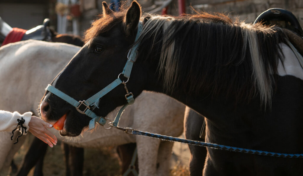 Horse eating carrot