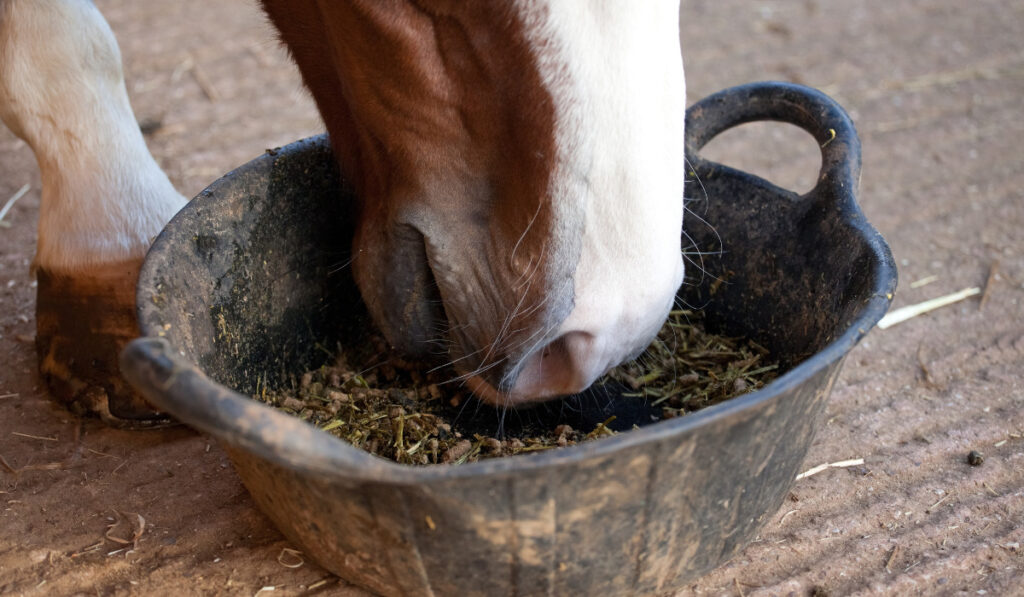 Horse eating from a rubber tub