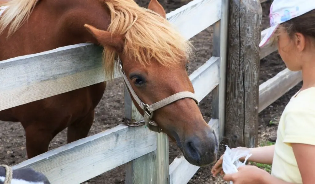 Horse eating treats