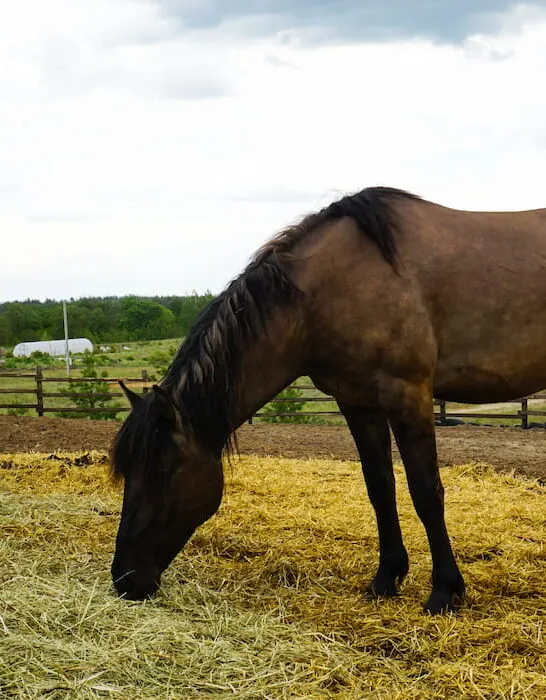 hays for horse food
