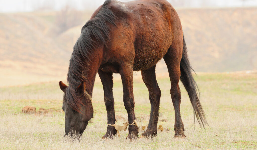 Horse grazing in the steppe, its front legs hobbled