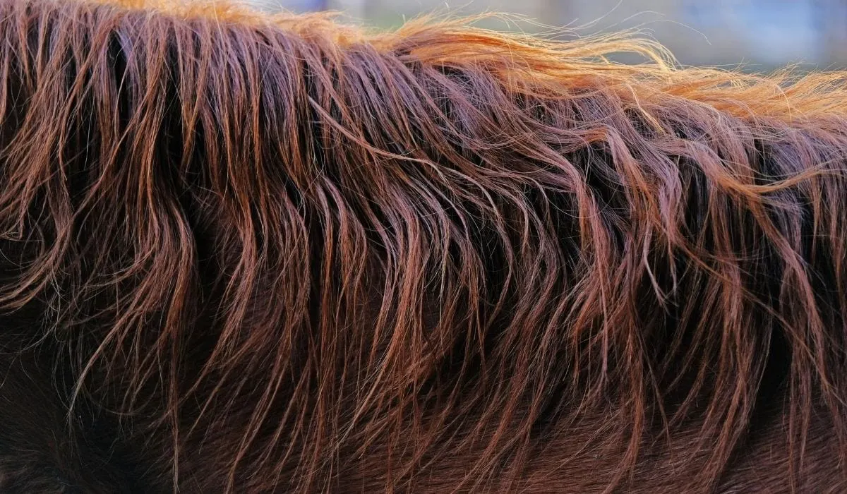 Horse hair closeup