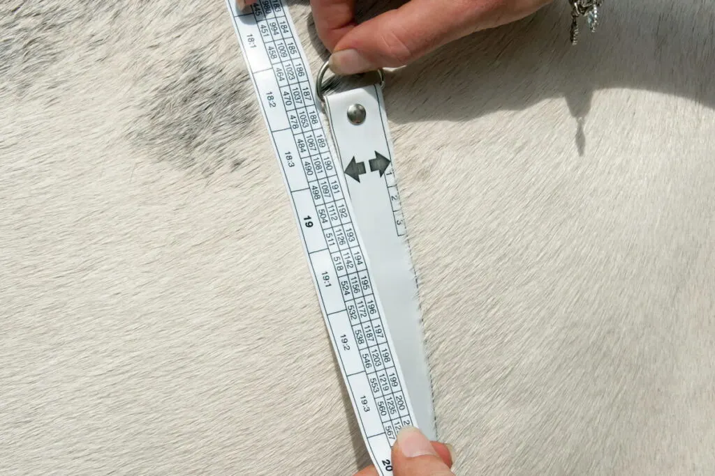 Horse having his weight measured