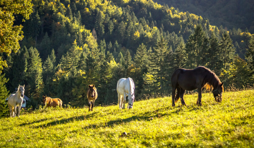 Horse herd on the pasture ee220329