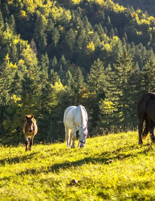 Horse-herd-on-the-pasture-ee220329