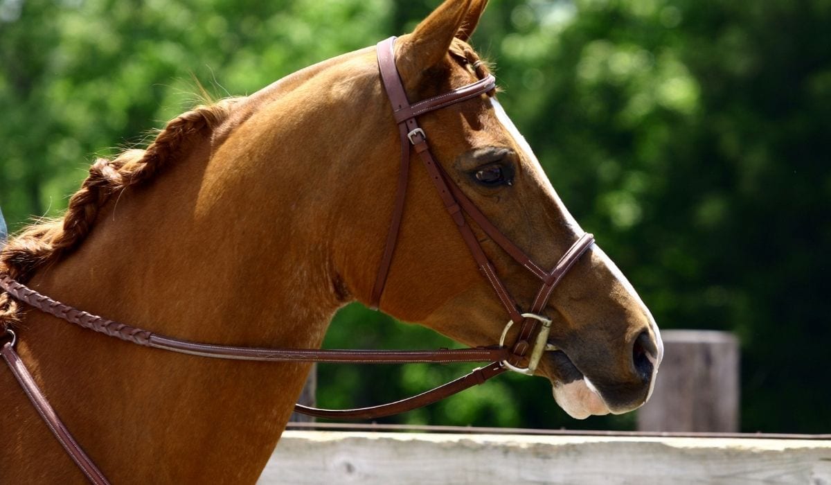 Horse in Bridle