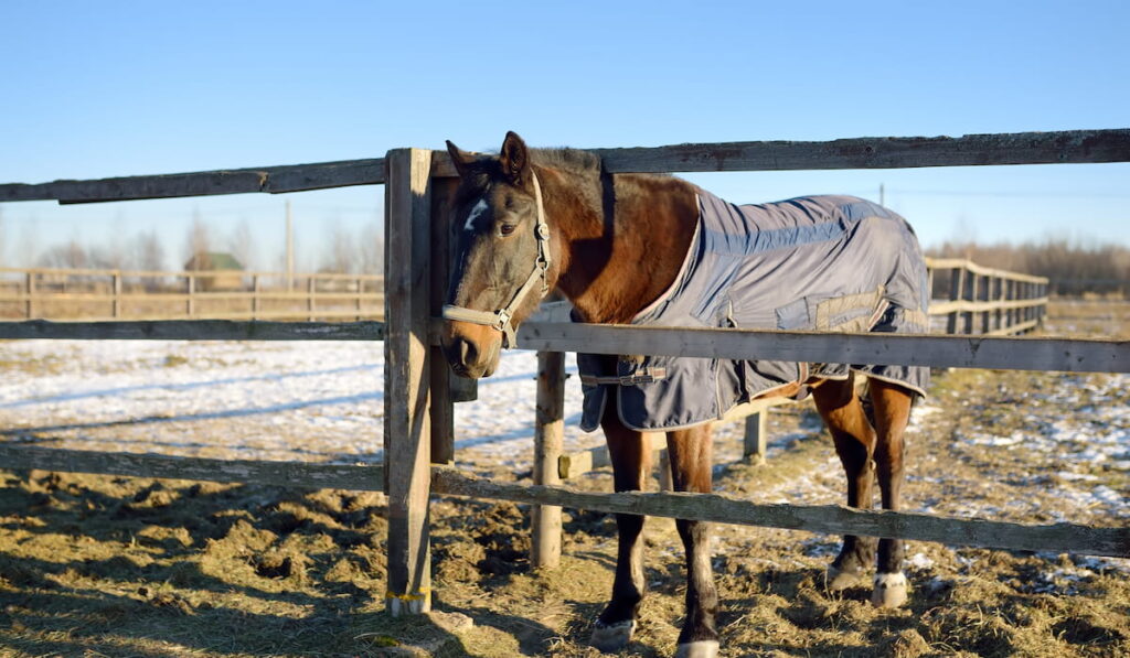 Horse in a blanket 