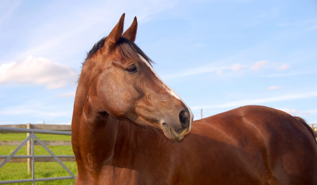 Horse in field 