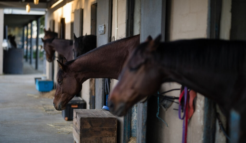 Horse in stable
