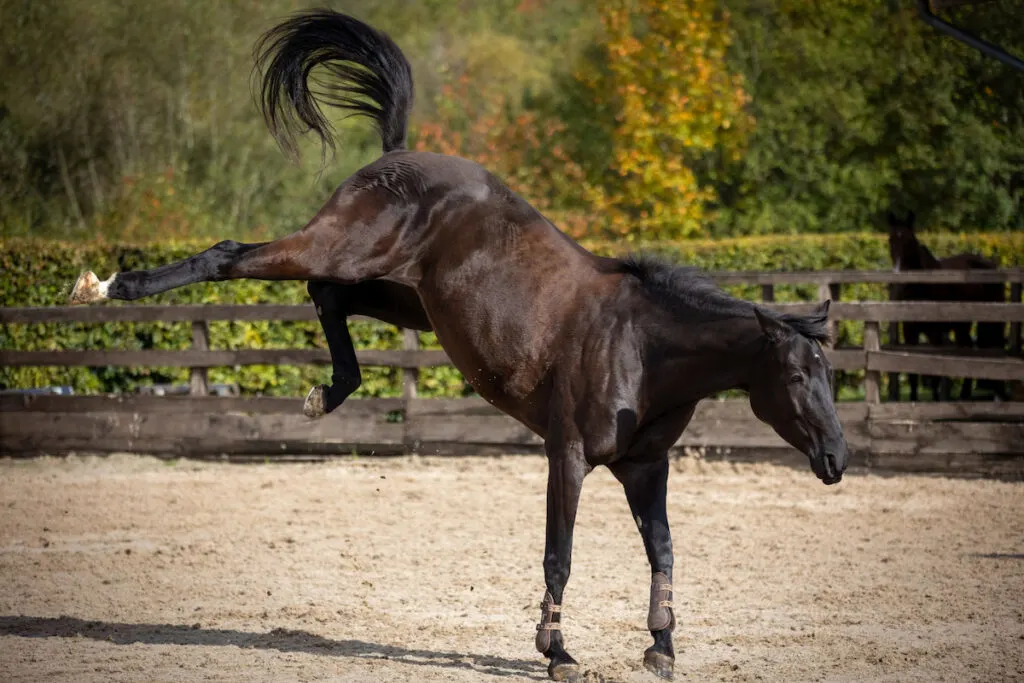 Horse in the riding area kicks off backwards