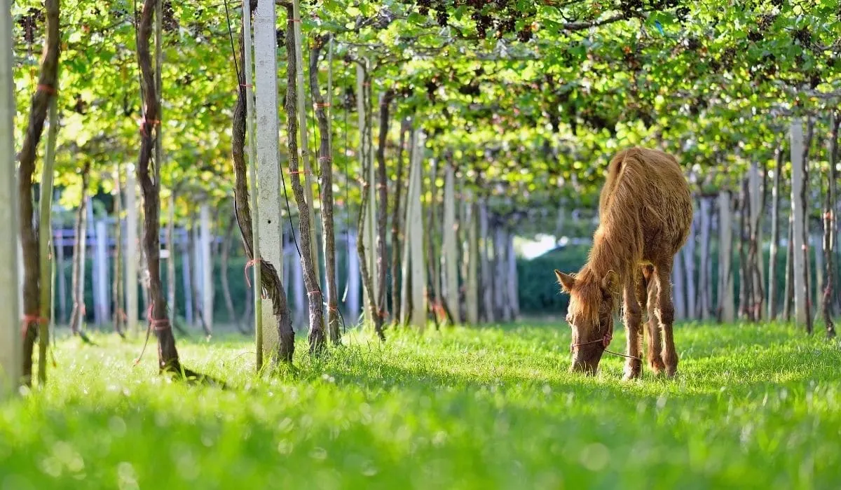 Can Horses Eat Grapes? Helpful Horse Hints