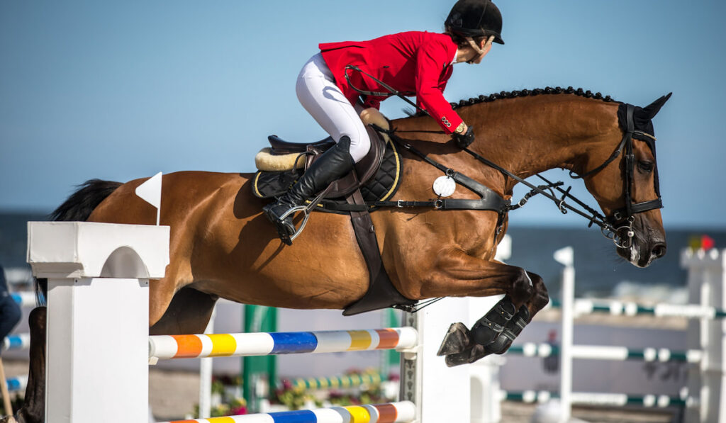 Horse jumping, equestrian event, show jumping competition