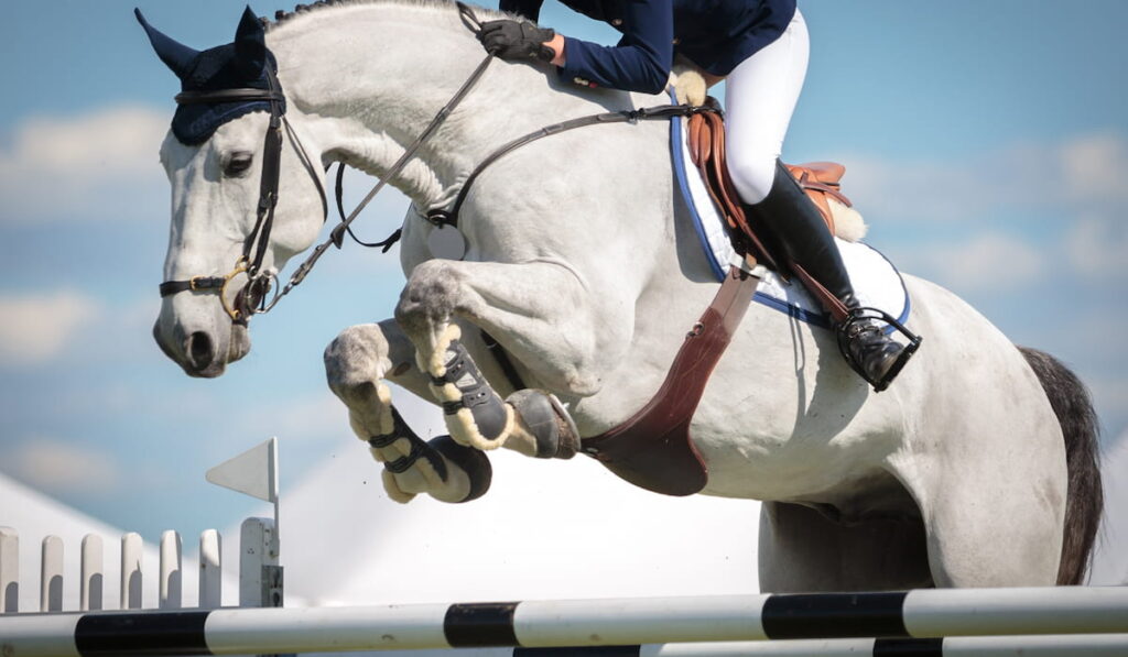 Horse jumping