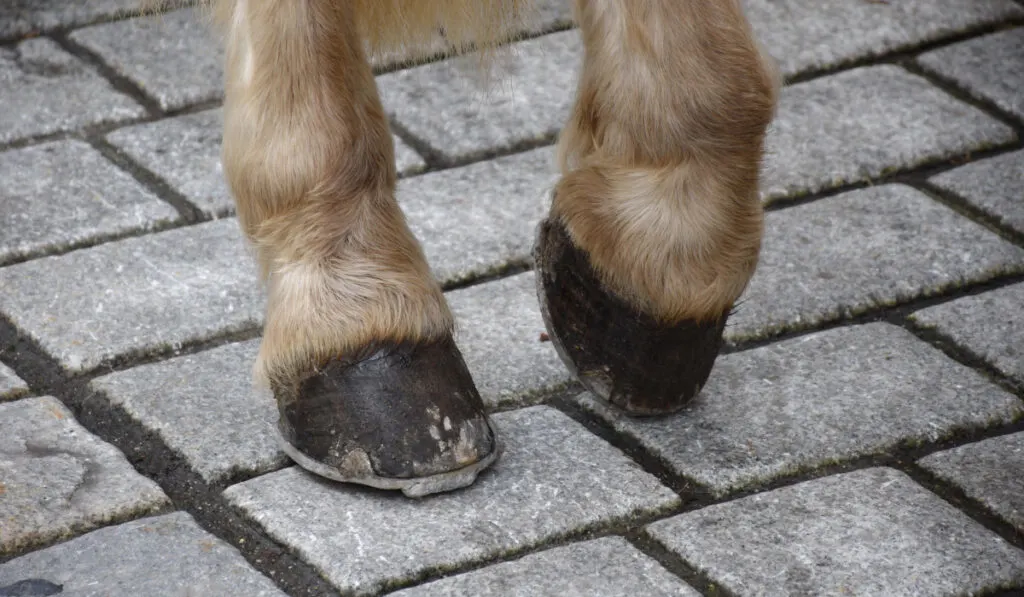 Horse legs and hoofs on concrete floor
