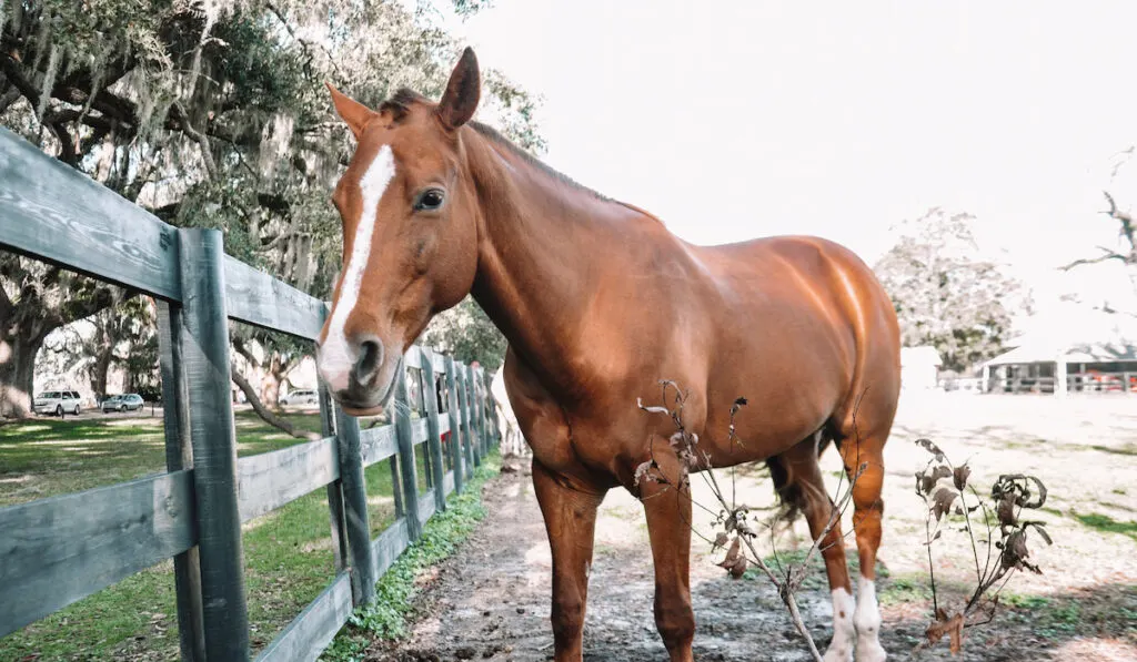 Horse life on a farm