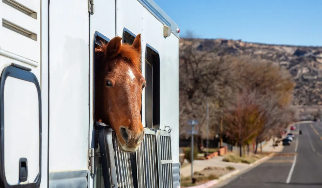 Horse looking out from a window during a sunny day