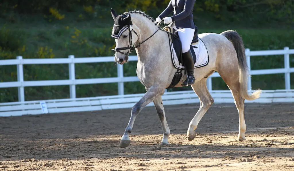 Horse mold with rider in a dressage test in the gait step with lifted leg