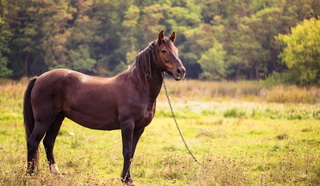 Horse on nature. Portrait of a horse, brown horse