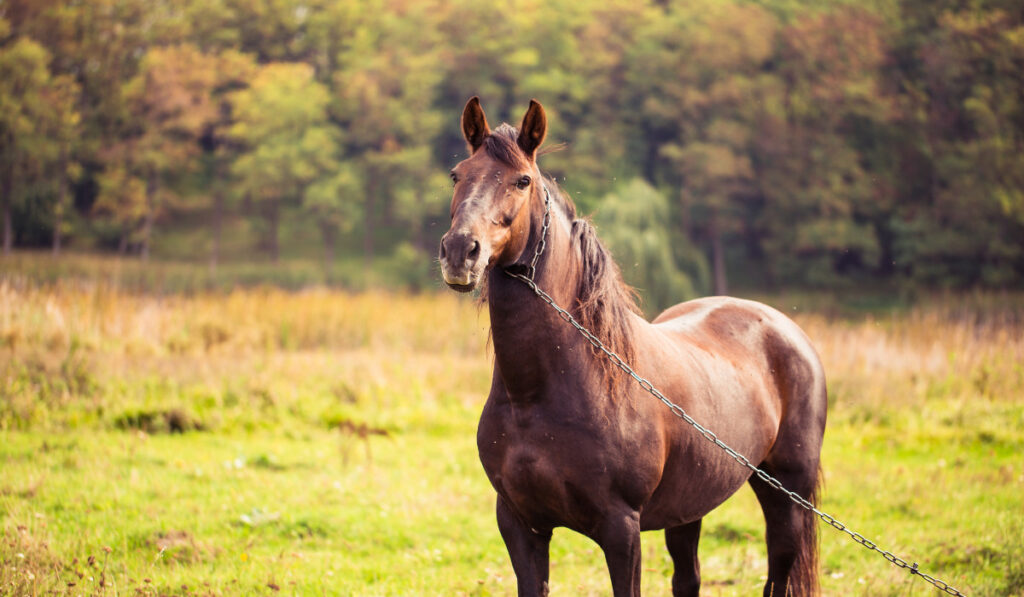 Horse on nature. Portrait of a horse, brown horse. ee220329