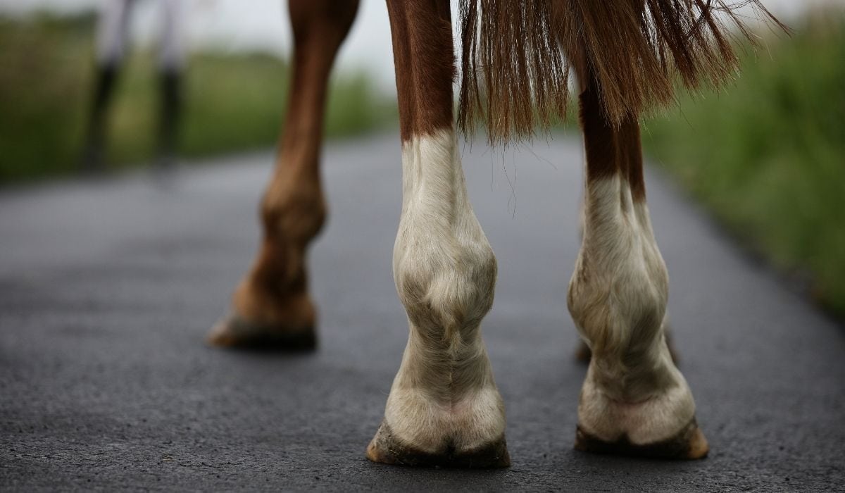 Can You Ride a Horse on the Road Helpful Horse Hints