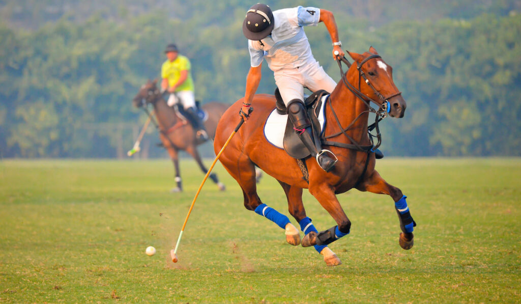 Horse polo player use mallet hitting polo ball in the field