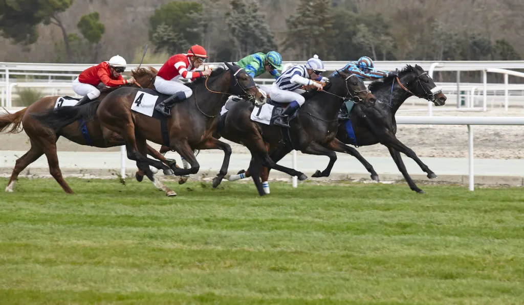 Horse race final rush on horse racing competition