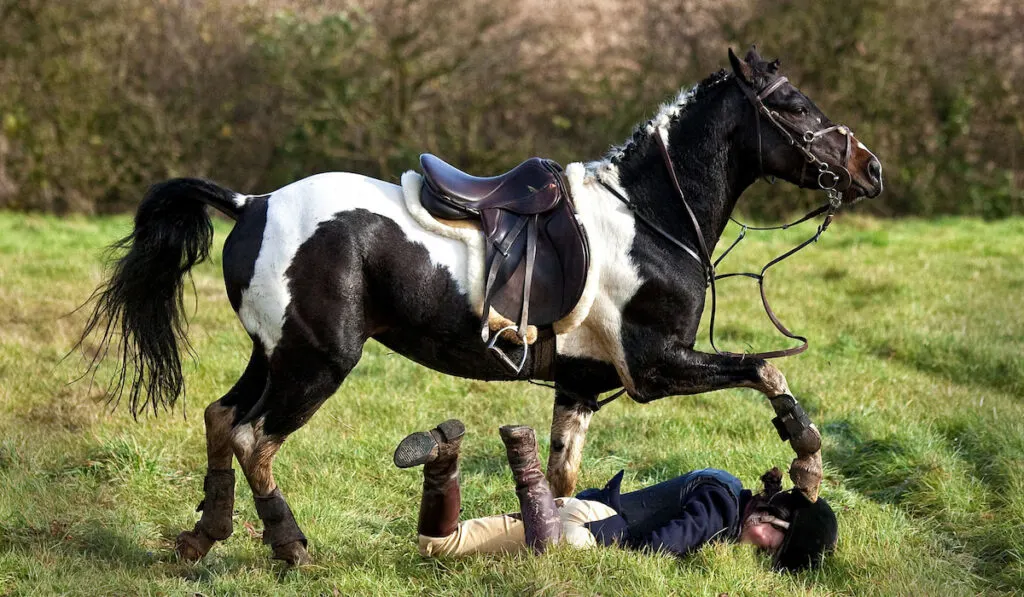 Horse rider falling off her horse, horse stepping on riders head laying on the ground