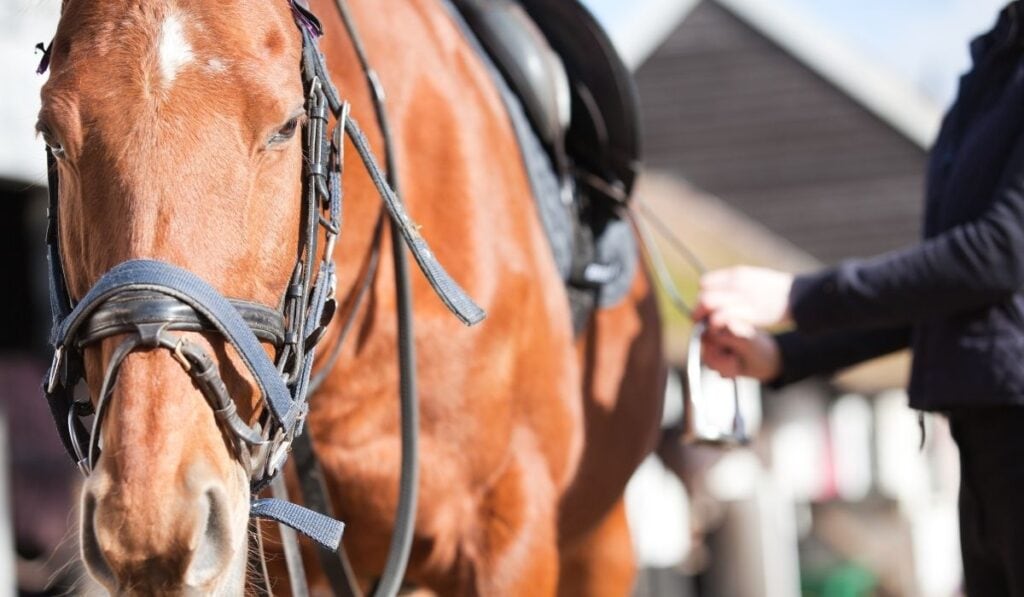Horse riding tack