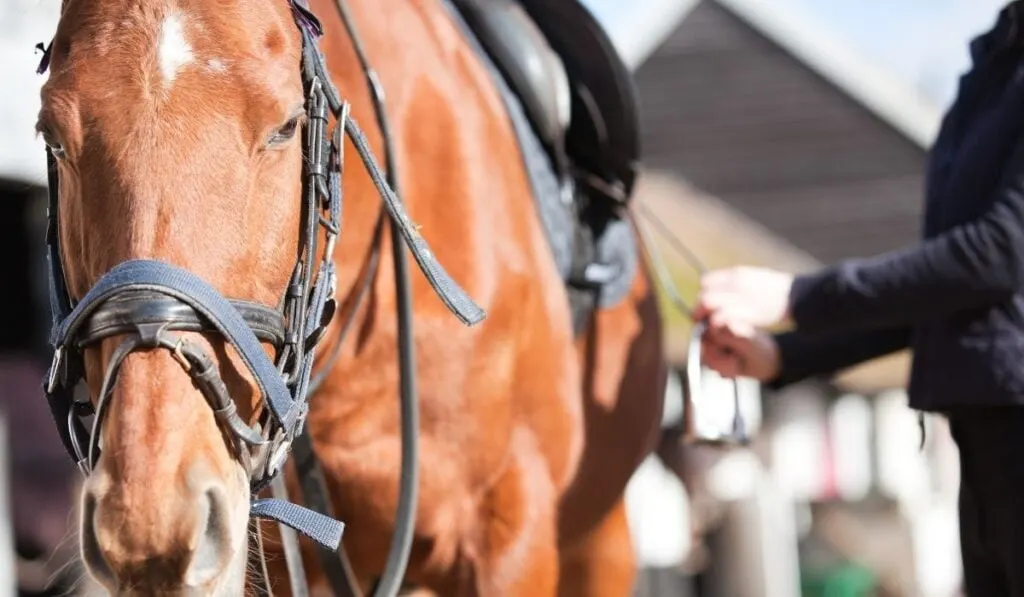Horse riding tack