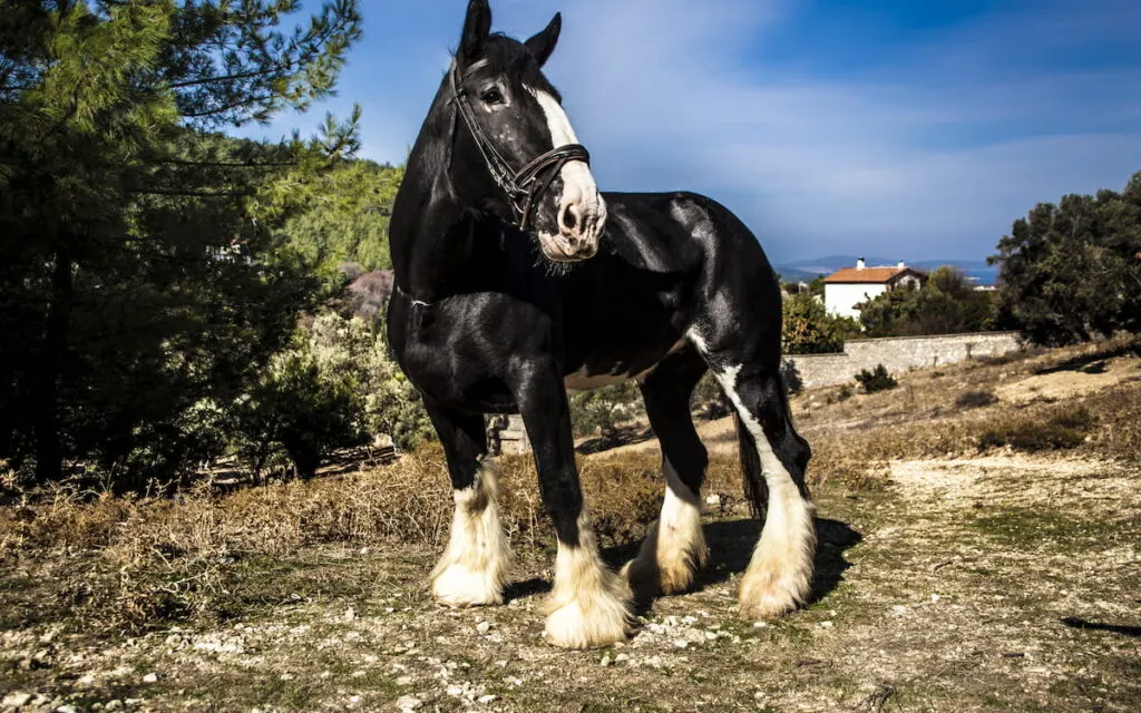 Horse shire standing on rocky grass