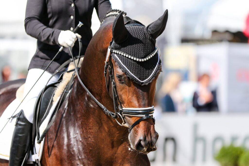 Horse stallion in dressage with bridle and earmuff