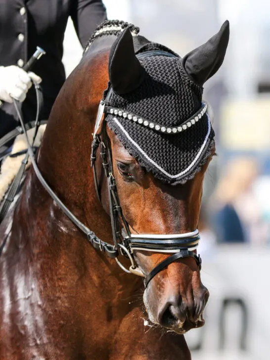 horse stallion in dressage with bridle and earmuff