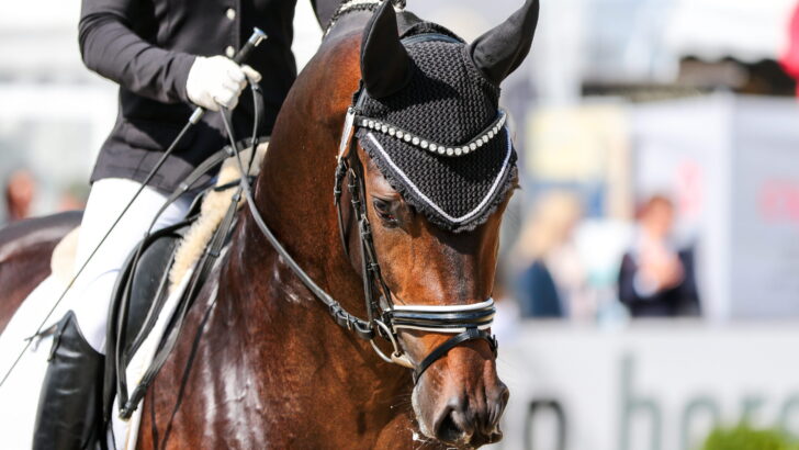 horse stallion in dressage with bridle and earmuff