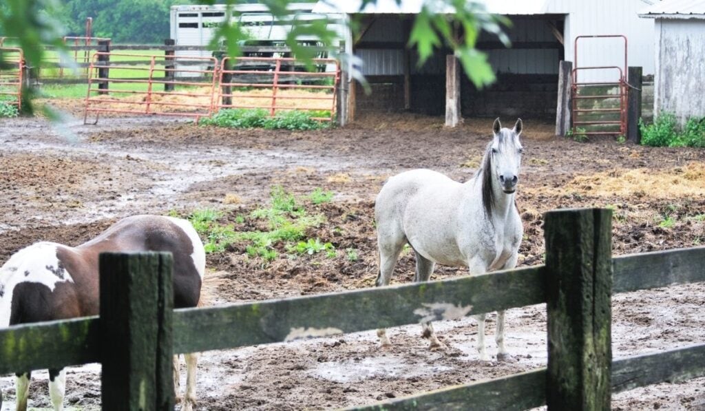 Horse standing in mud