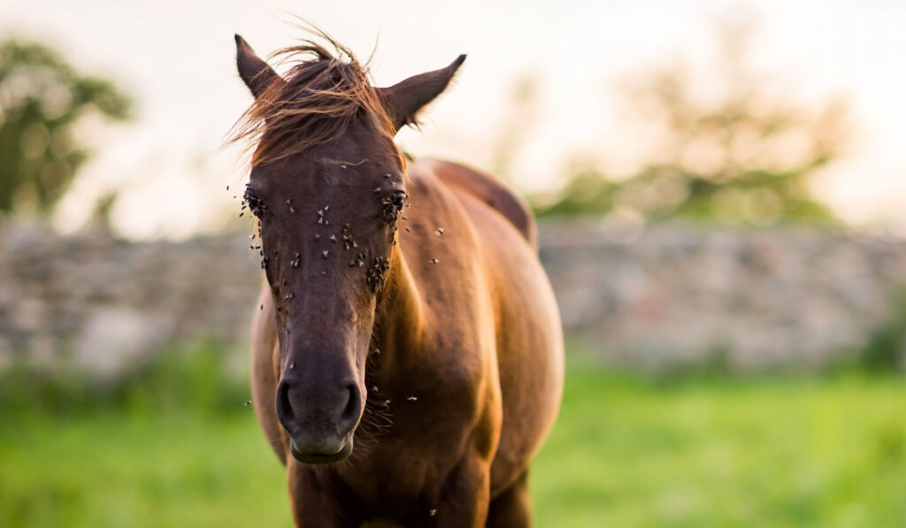 Horse standing with a lot of flies on its face