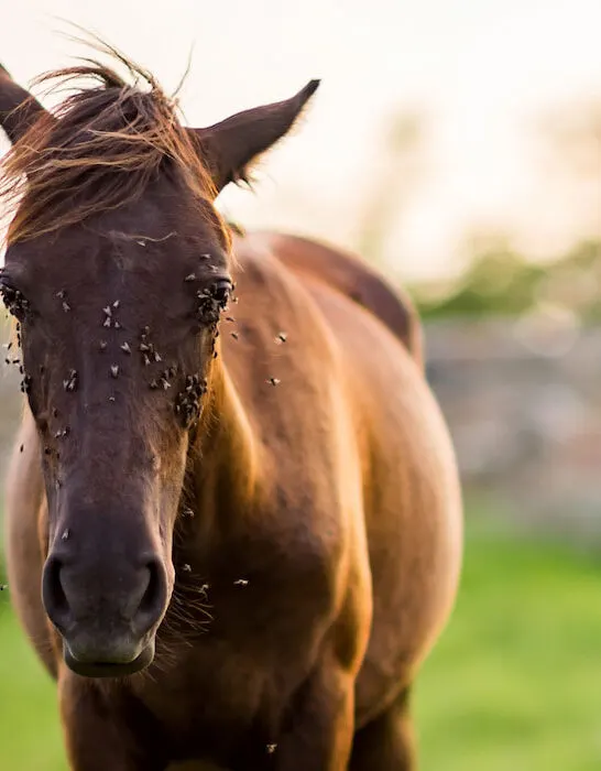 horse standing with a lot of flies on its face